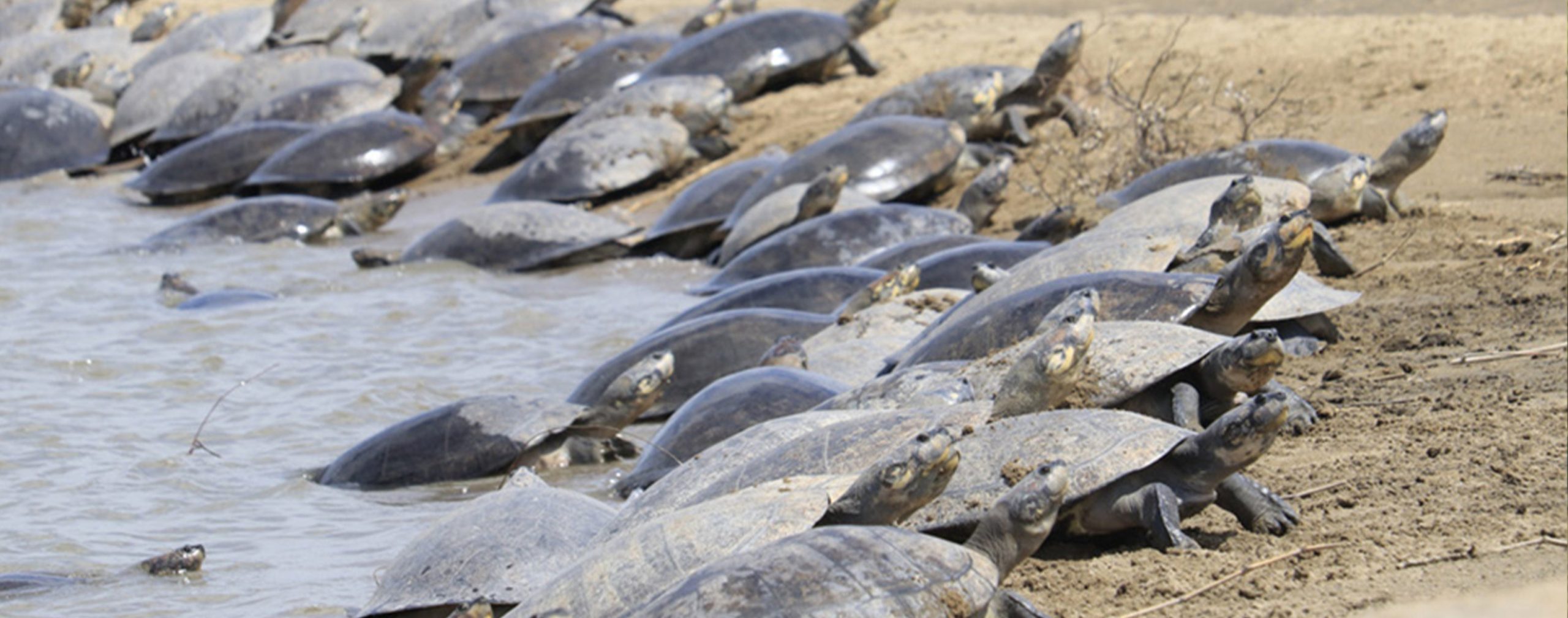December_Nesting_Commencement_Banner_Giant_South_American_River_Turtle_Podocnemis_expansa_nesting_aggregate_basking_on_beach_Mauricio_Correa