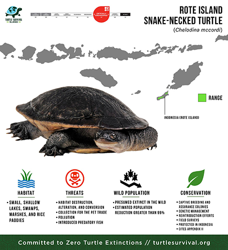 Rote Infographic small