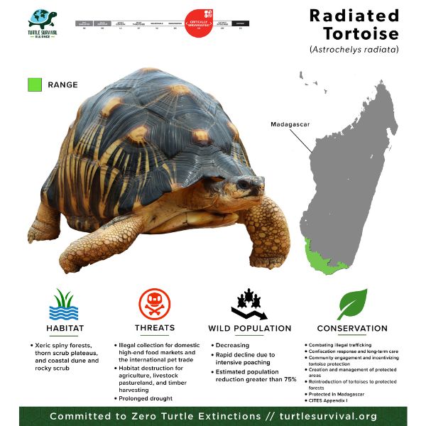 radiated update
