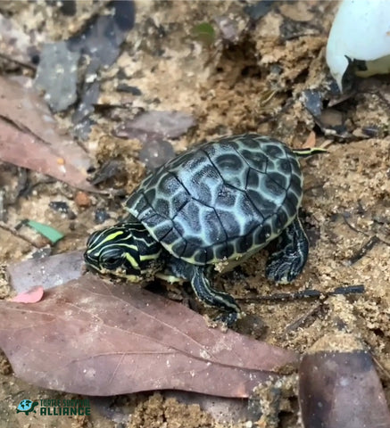 coastalplaincooterturtle_480x480