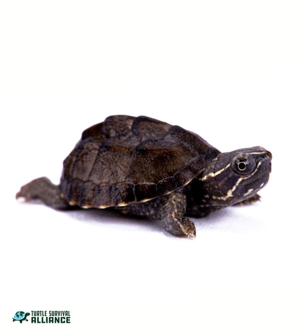 commonmuskturtle_emt_480x480