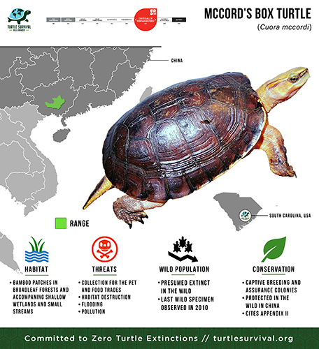 Species Spotlight Infographic_McCord's Box Turtle small