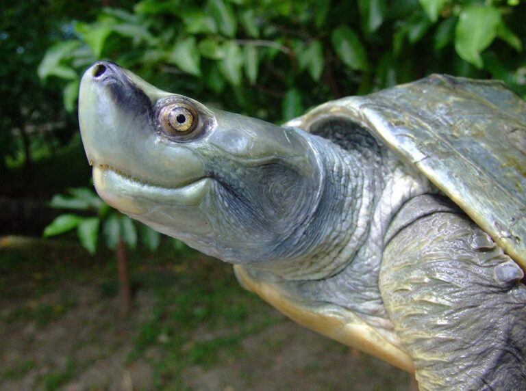 Burmese_Roofed_Turtle_Batagur_trivittata_Juvenile_male_at_Yadanabon_Zoo_Rick_Hudson