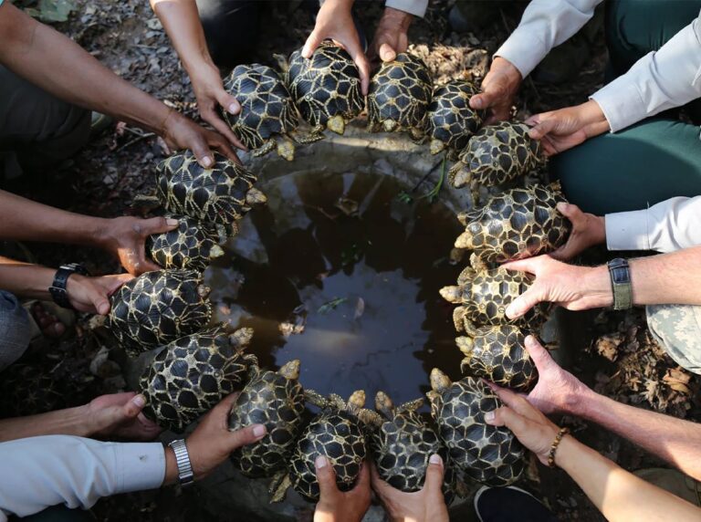Burmese_Star_Tortoise_Geochelone_platynota_children_holding_tortoises_in_a_circular_pattern_around_water_basin_at_soft_release_site_Zin_Min_Tun