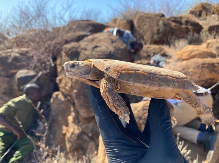 Pancake_Tortoise_Malacochersus_tornieri_Adult_being_held_in_front_of_rock_outcropping_Lewa_Research_Department_1-1