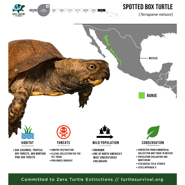 spotted box infographic