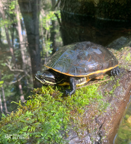 Eastern_Chicken_Turtle_Deirochelys_reticularia_reticularia_Instagram_Cris_Hagen_480x480