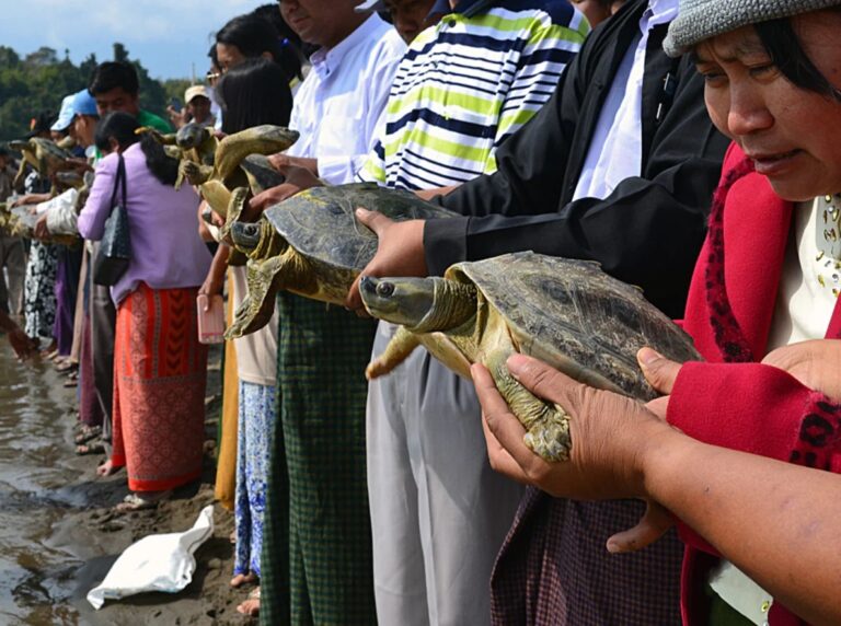 Burmese_Roofed_Turtle_Batagur_trivittata_Villagers_prepare_to_release_headstarted_Burmese_Roofed_Turtles_into_a_tributary_of_the_Chindwin_River_Steven_Platt