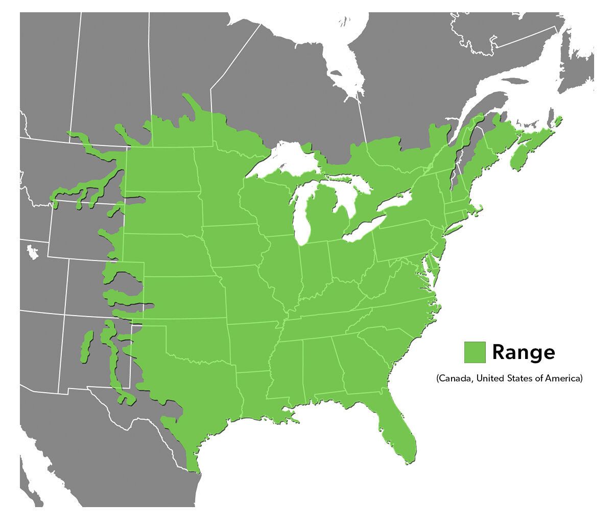 Species Spotlight Infographic_Common Snapping Turtle