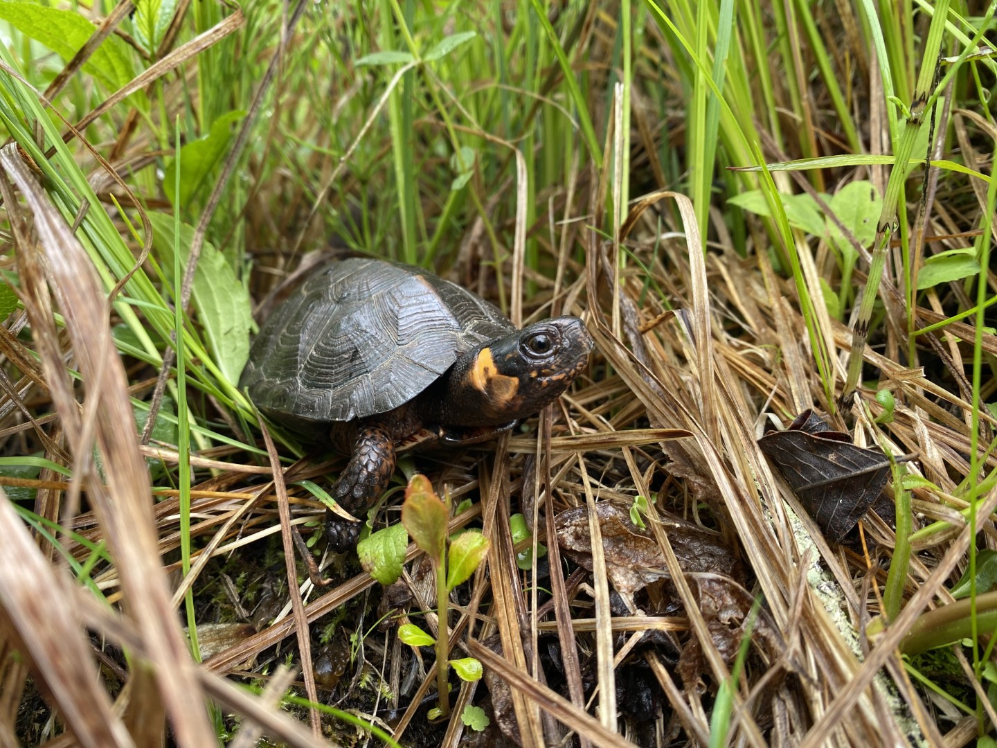 Atlas of Turtle Genomes for Conservation ATGC Hero 1