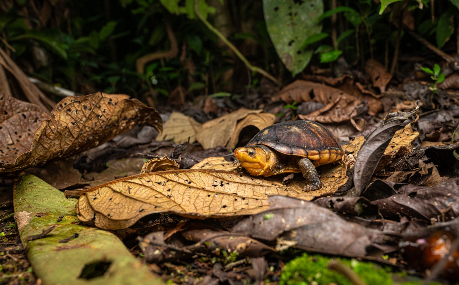 Hero image Genomics of Central American Turtles