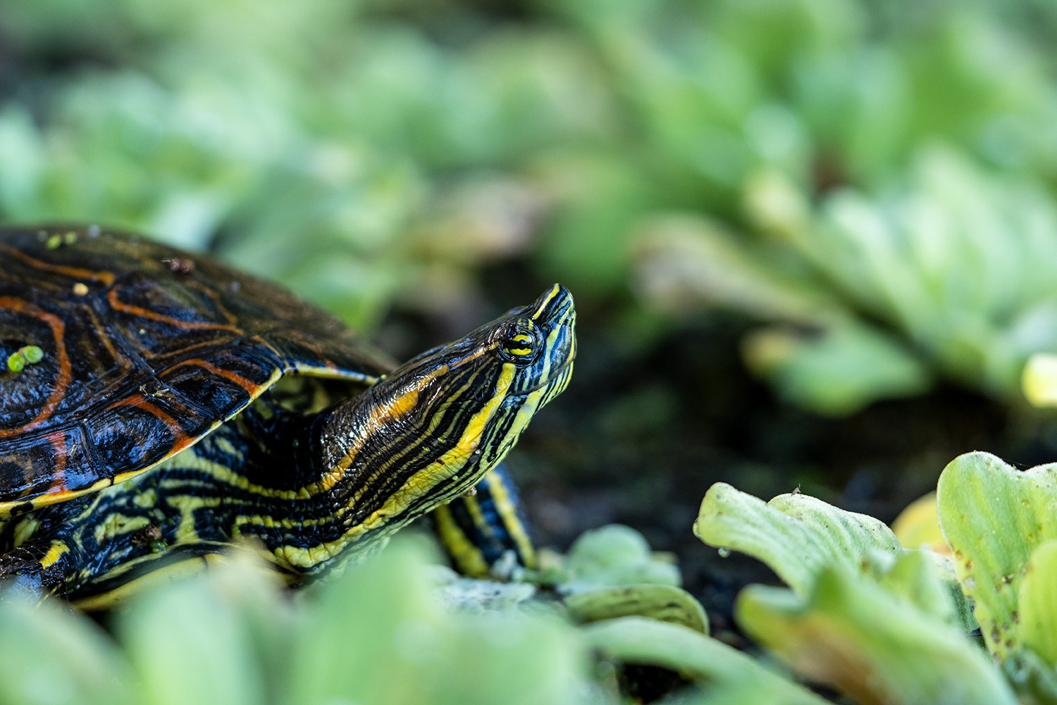 Turtle Month Hero Image