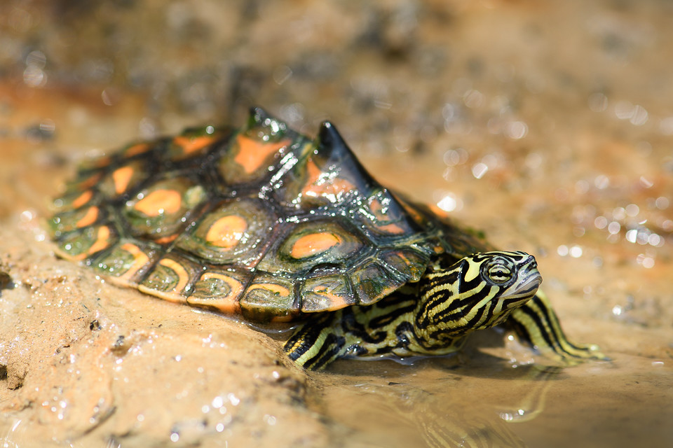 Yellow-blotched Map Turtle (Graptemys flavimaculata)_Jason Folt (1)